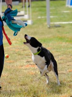 Flyball - M.E.D's Trophy